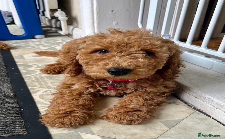 Goldendoodle dogs in Brough - Advert 2