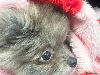 Pomeranian dogs 🏆✨LAST 2🧸SKY🩵BLUE👀 POMS🐶✨ - Advert 9
