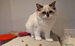 Ragdoll cats for sale: Gorgeous GCCF Ragdoll kittens READY NOW!!! - Image 15