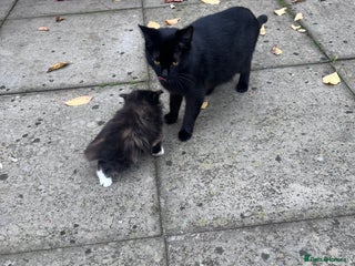 British Shorthair cats for sale - Advert 1