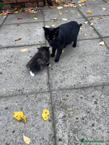 British Shorthair cats - Advert 3