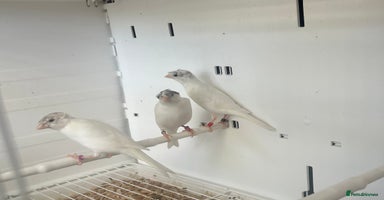 Canaries birds - Advert 3