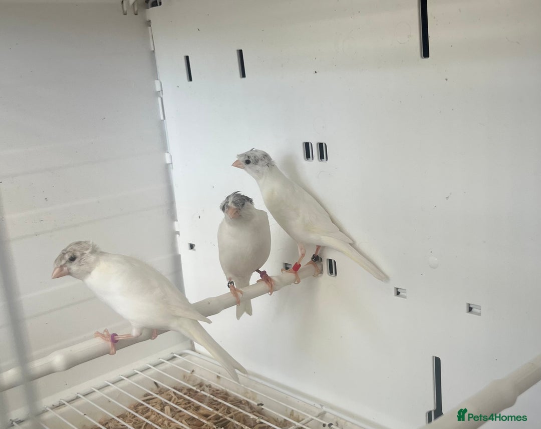 Canaries birds for sale: Rylander canary’s  - Image 2
