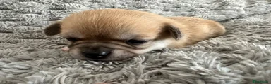 Pomchi Puppy 1