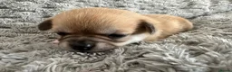 Pomchi dogs for sale: Beautiful Pomchi puppies  - Advert 2