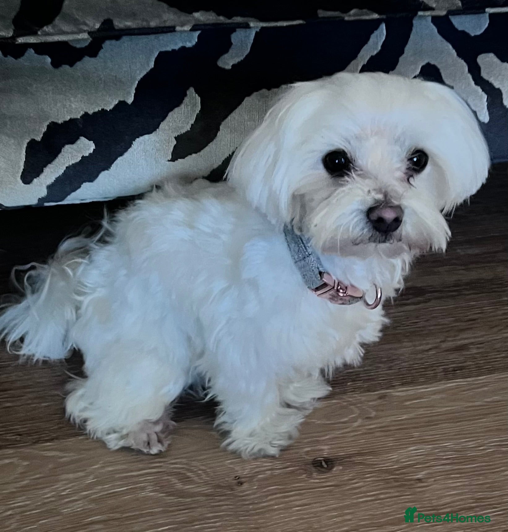 Maltese dogs Lovely KC reg Maltese male 2 years old  - Advert 11