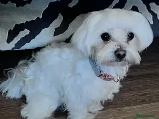 Maltese dogs Lovely KC reg Maltese male 2 years old - Advert 11