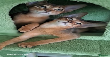 Abyssinian cats - Advert 3