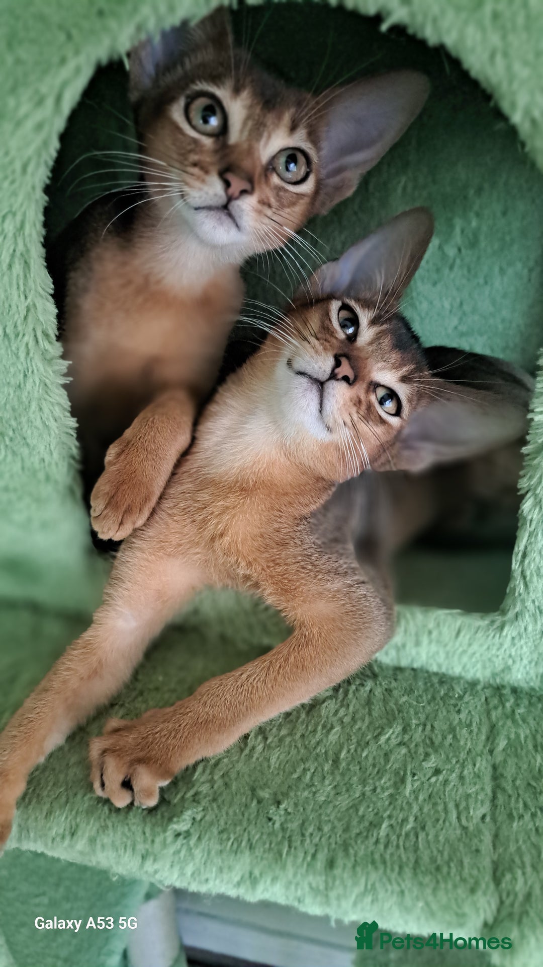 Abyssinian cats for sale: 5✨TICA Beautiful Abyssinian Kittens - Image 4