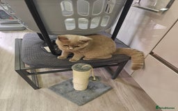 British Shorthair cats for sale: Adorable Purebred Lilac British Shorthair Kitten  - Image 7