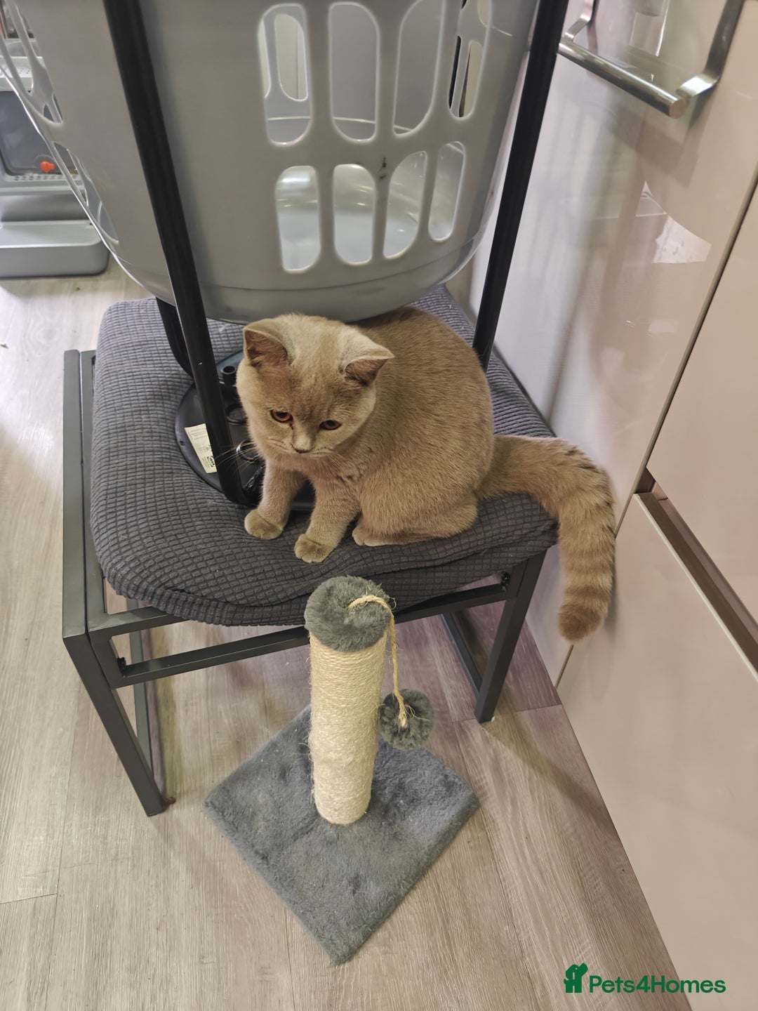 British Shorthair cats for sale: Adorable Purebred Lilac British Shorthair Kitten  - Image 7