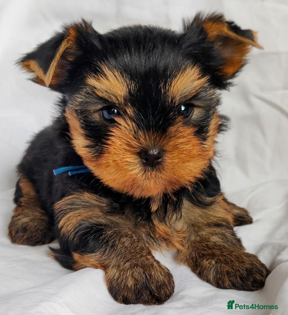 Yorkshire Terrier dogs Stunning Miniature Yorkshire Terrier Puppies - Advert 2