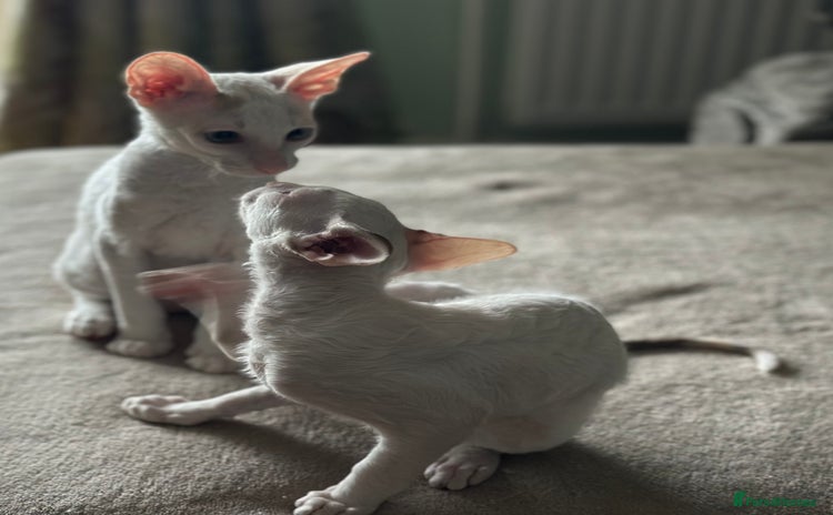 Cornish Rex cats - Advert 1
