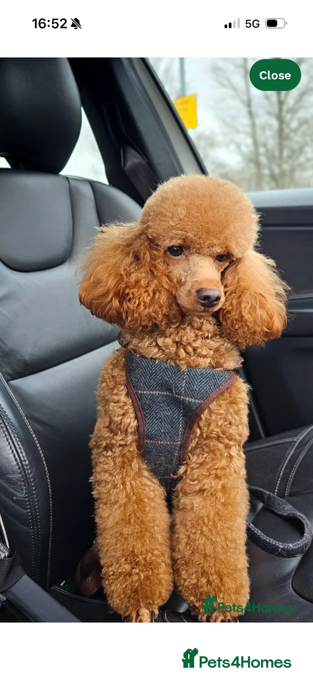 Cavapoo dogs for sale: Cavapoo puppies  - Advert 6