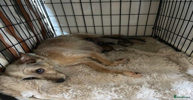 Mixed Breed dogs - Advert 3