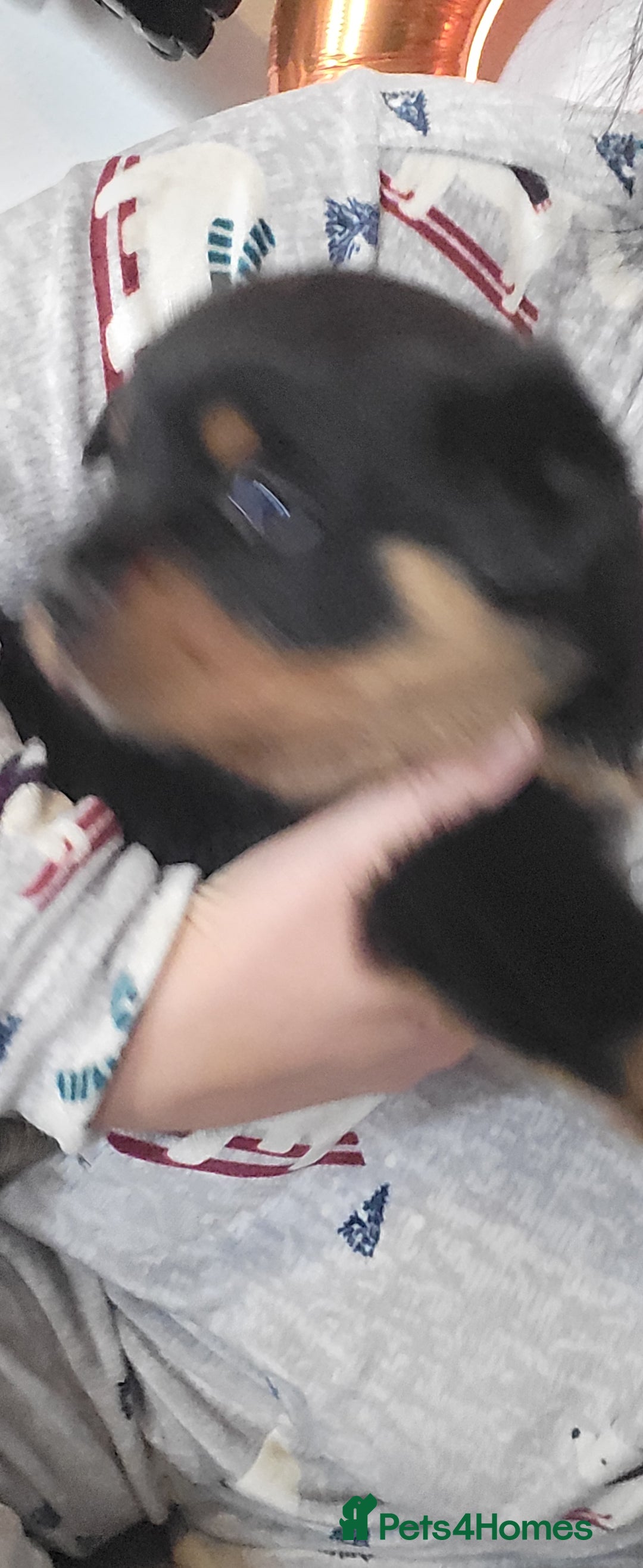Rottweiler dogs for sale: 1 male 1 female rottweiler  - Image 9
