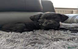 Mixed Breed dogs for sale: Ruby! - Advert 7