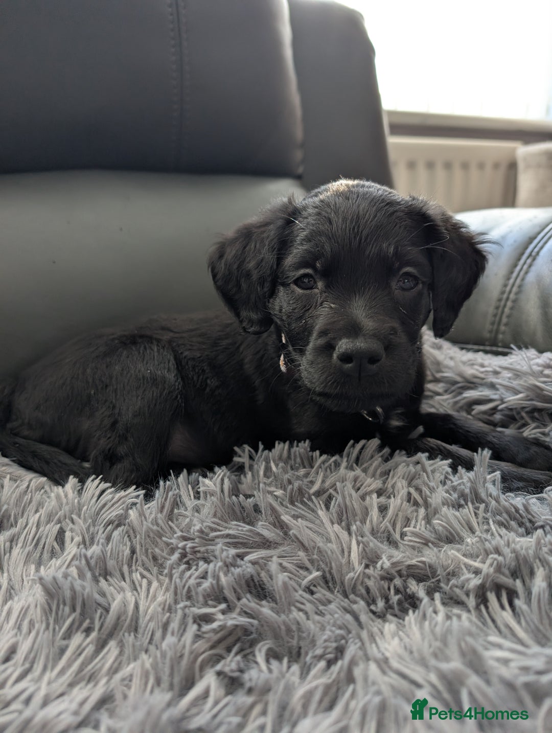 Mixed Breed dogs for sale: Ruby! - Advert 7