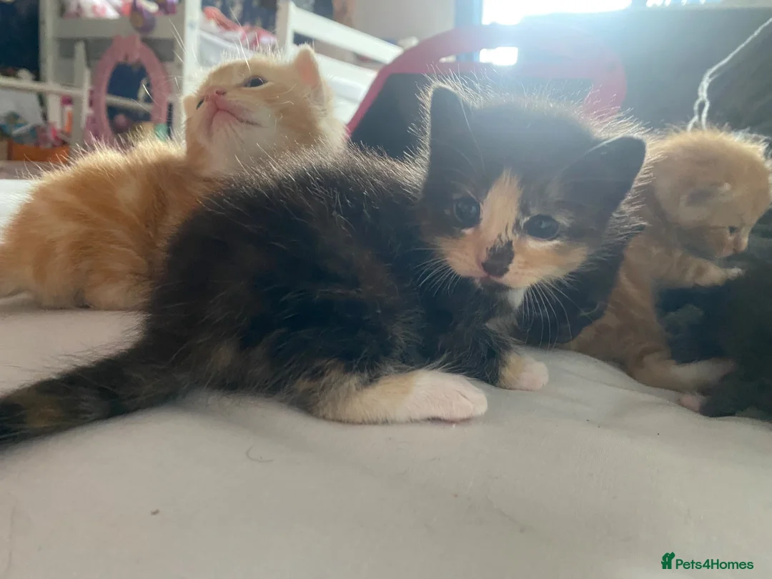 Domestic Shorthair cats for sale: Beautiful kittens for sale in Leicester - Advert 2