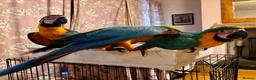 Macaws birds for sale: Baby Blue And Gold Macaws - Advert 2