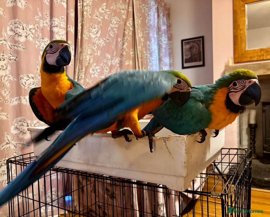Macaws birds for sale: Baby Blue And Gold Macaws - Advert 2