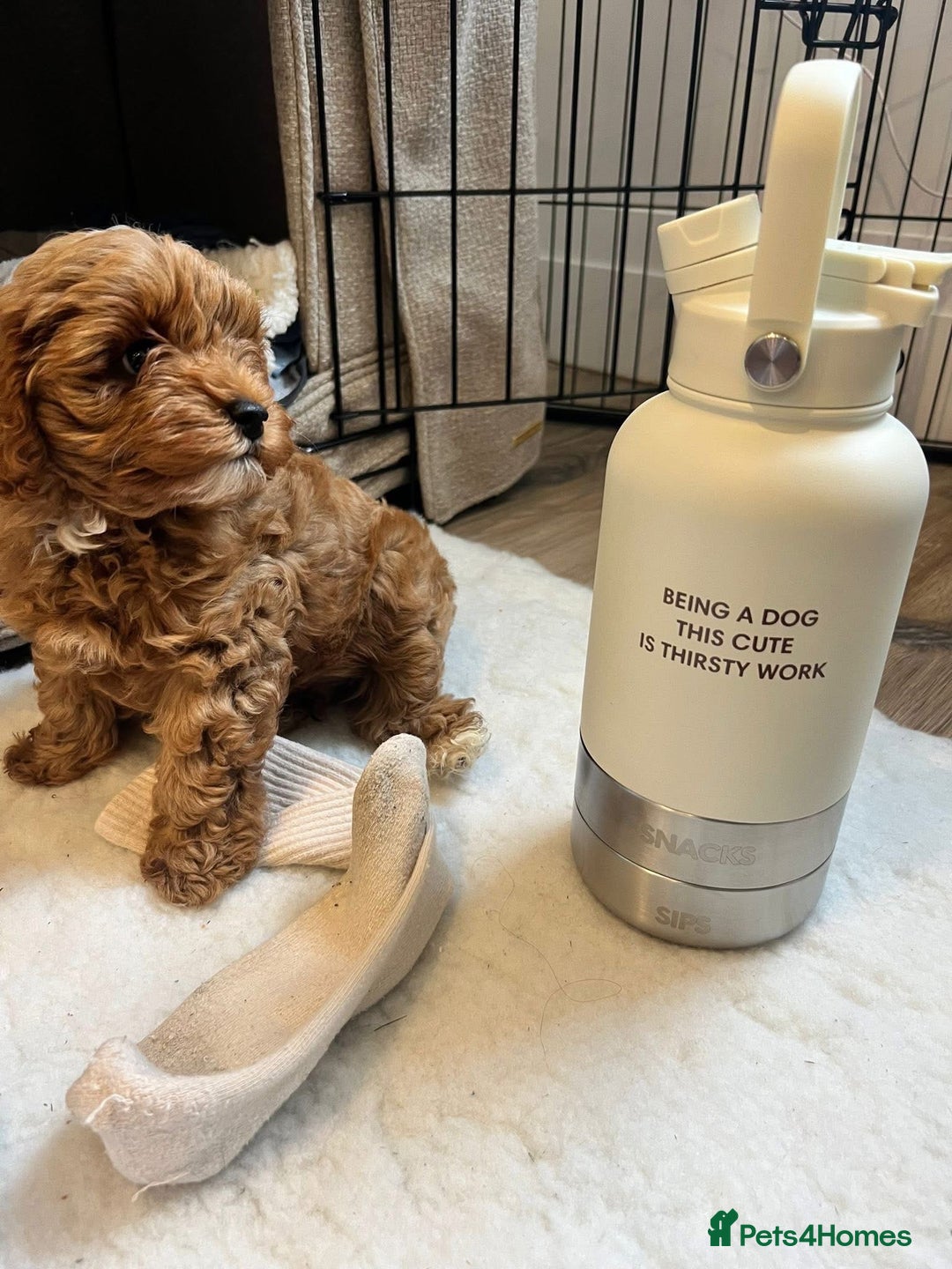 Toy Poodle dogs for stud: Toy Poodle KC - Stud and  fully health tested  - Advert 24
