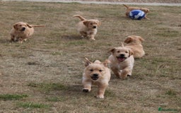 Golden Retriever dogs for sale: Golden retriever puppy’s  - Image 5