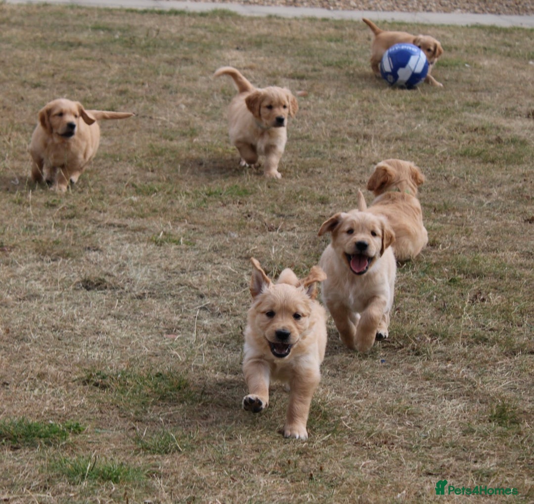 Golden Retriever dogs for sale: Golden retriever puppy’s  - Image 5