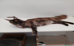 Maine Coon cats for sale: Adult female Maine coon tortie cat, TICA reg - Image 13