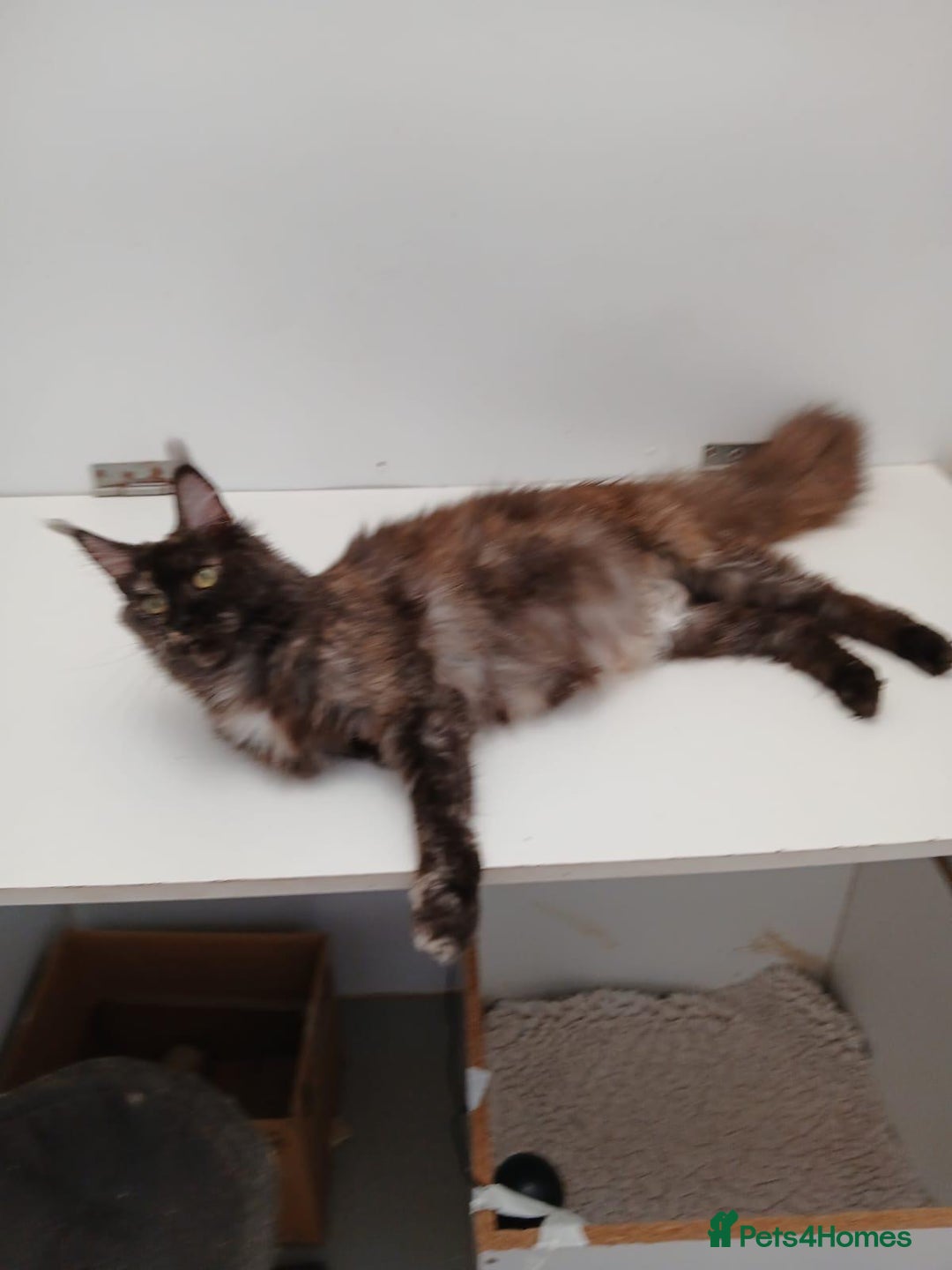 Maine Coon cats for sale: Adult female Maine coon tortie cat, TICA reg - Image 13