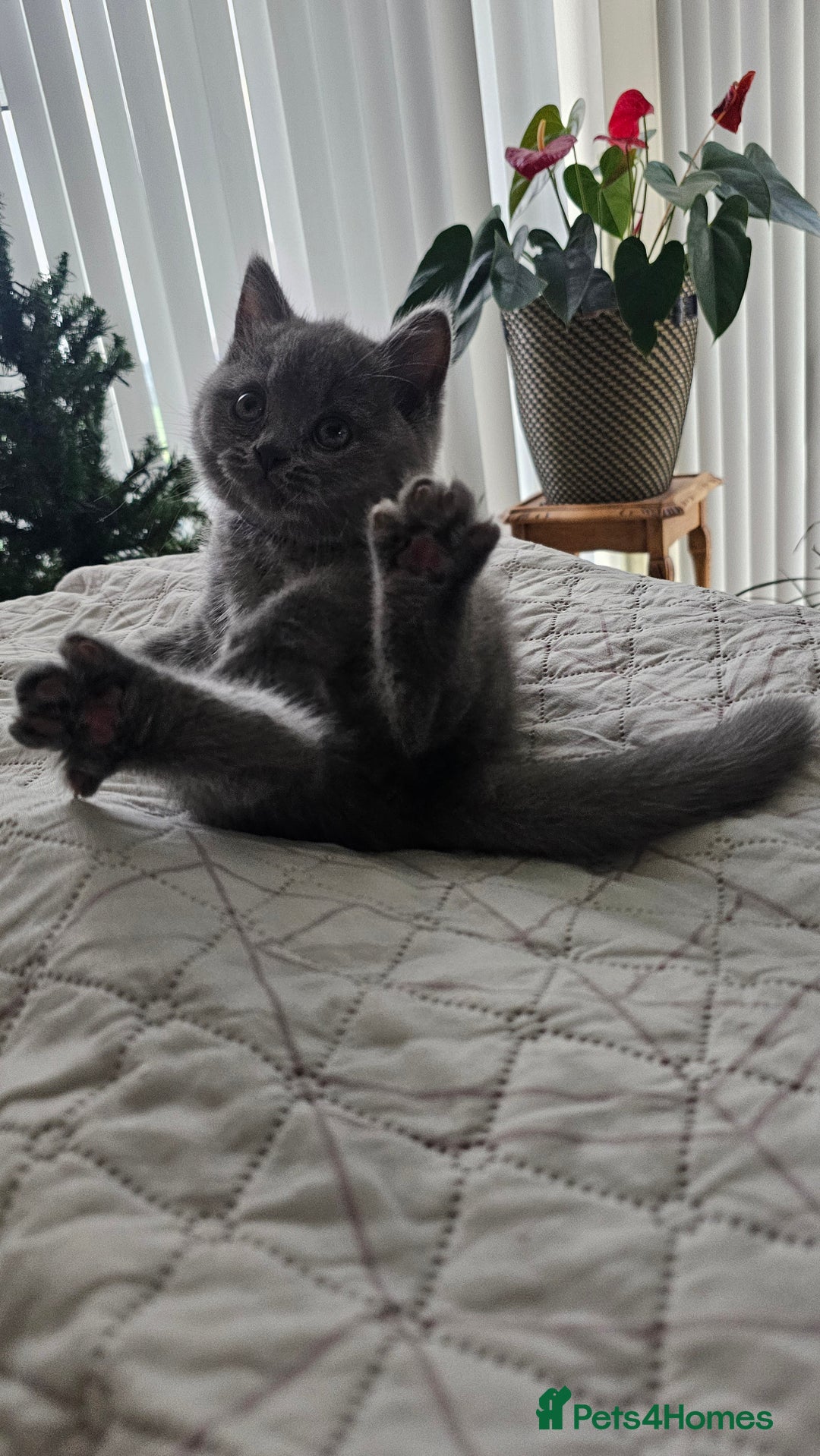British Shorthair cats for sale: Beautiful Pedigree British Blue Kittens  🐾 - Advert 26