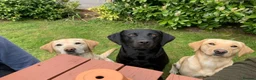 Labrador Retriever dogs for sale: LOVELY BITCH PUPS AVAILABLE  - Advert 5