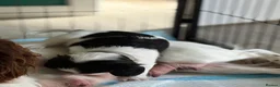 English Springer Spaniel dogs for sale: KC Registered English Springer Spaniel puppies - Advert 15