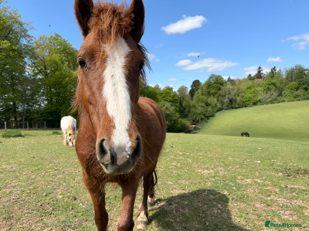 Welsh Section A horses for sale: Brave, cheeky little mare.  - Advert 2
