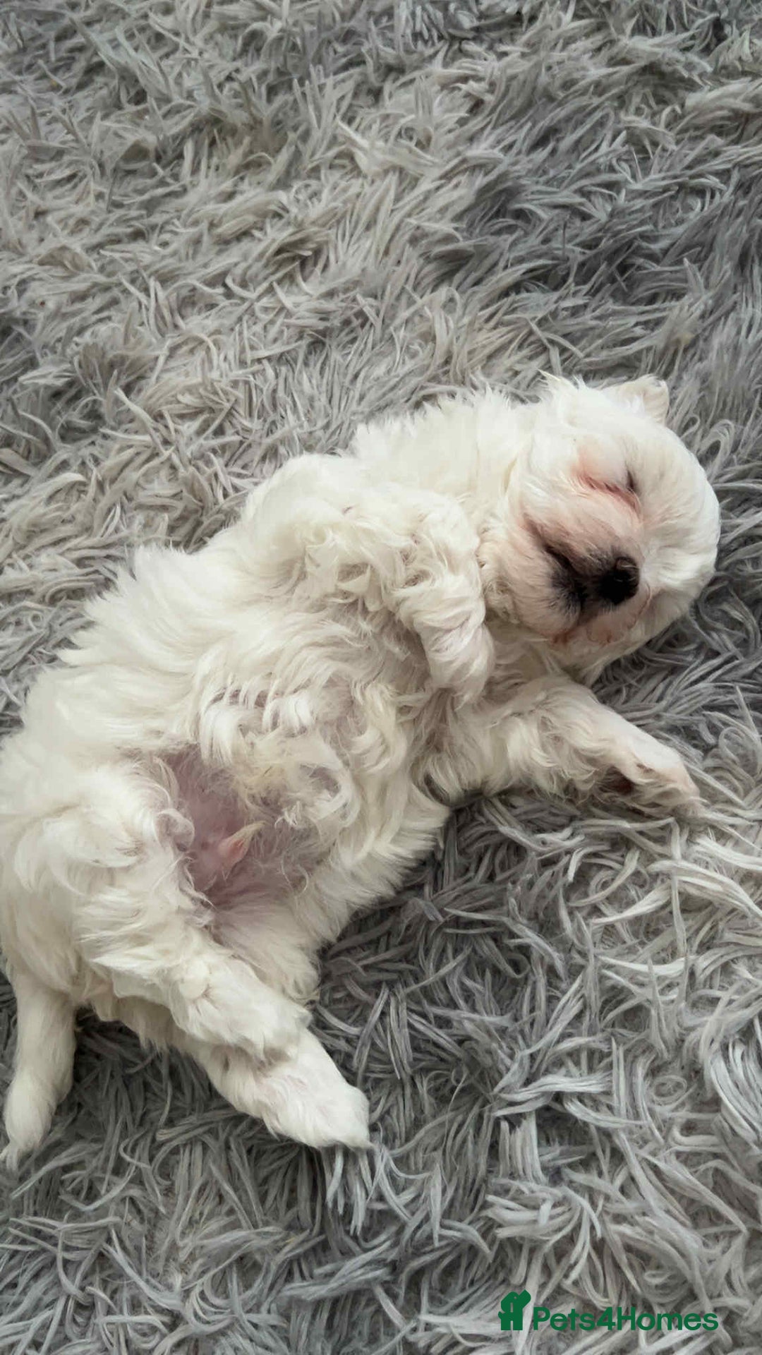 Maltese dogs for sale: Stunning Maltese pups for sale ready to go - Image 8