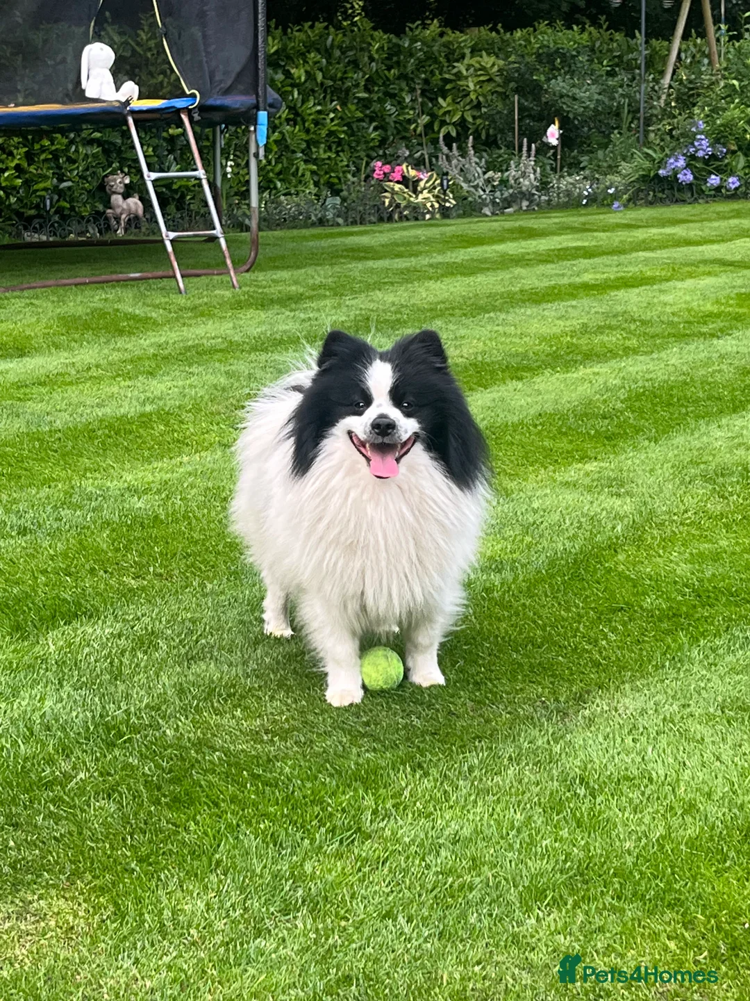 German Spitz dogs for stud: German spitz stud - Advert 5