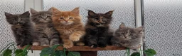 Maine Coon cats for sale: Adorable Maine coon kittens  - Advert 16