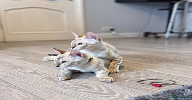 Bengal cats - Advert 11