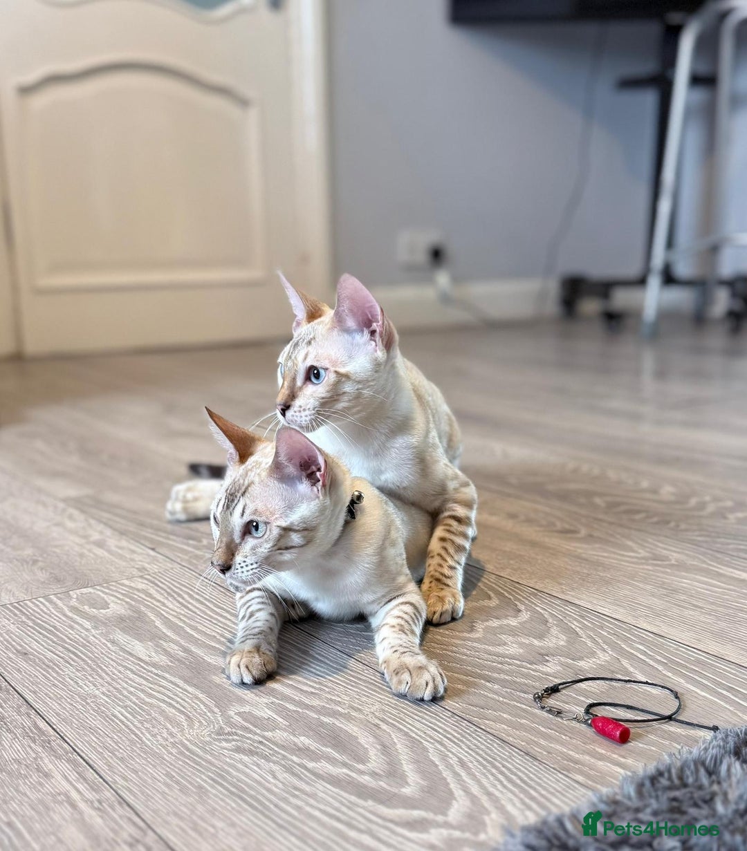 Bengal cats for sale: Tica Registered Pedigree Snow Bengal kittens  - Image 2