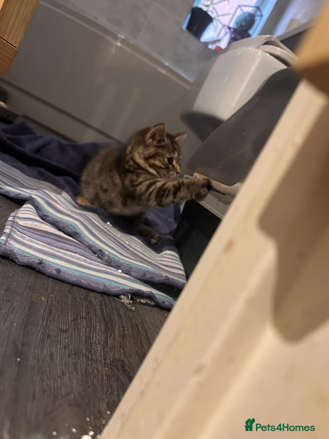 Mixed Breed cats for sale: Chubby tabby girl - Advert 4