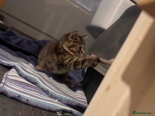 Mixed Breed cats Chubby tabby girl - Advert 5