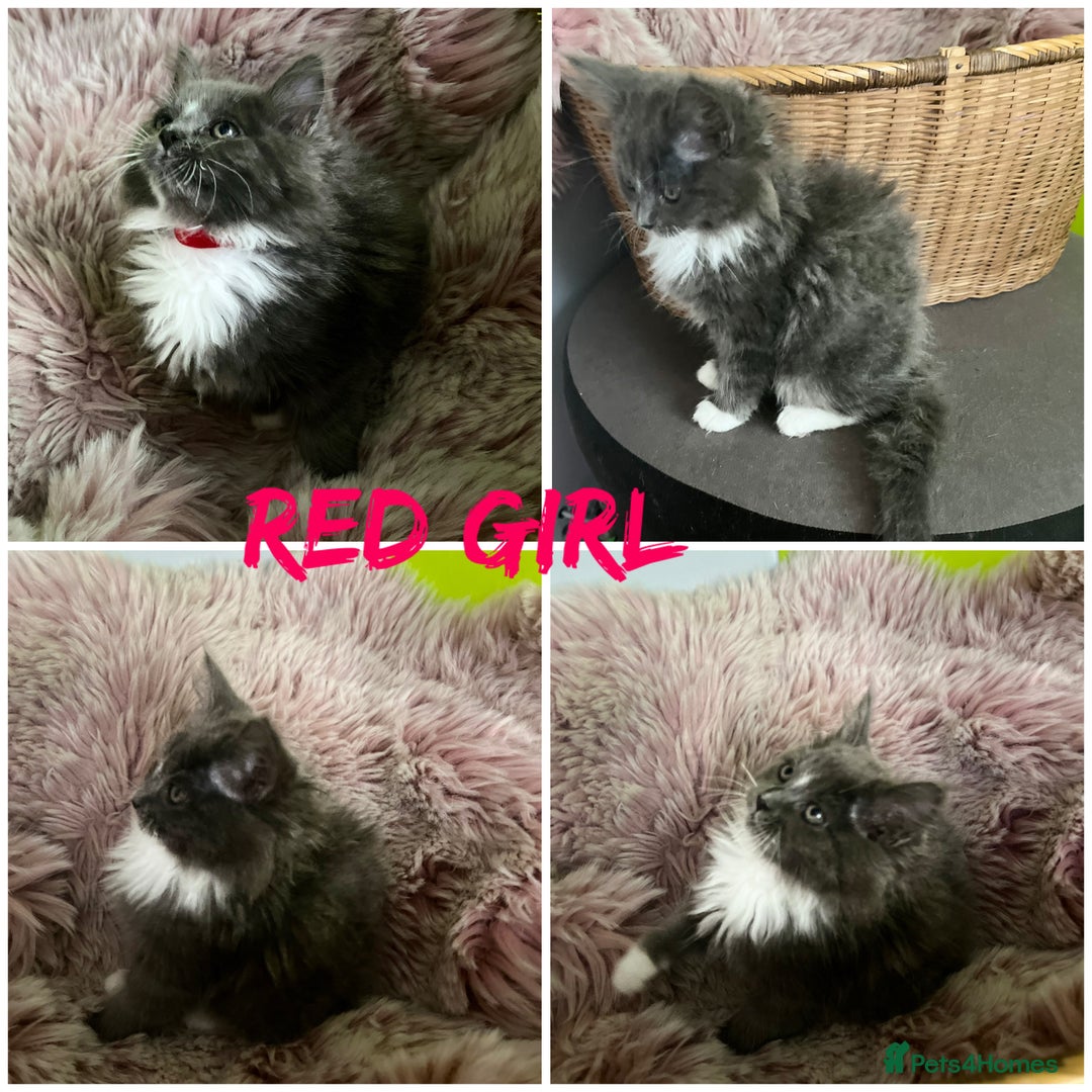Maine Coon cats for sale: 5 Generation pedigree BLACK SMOKE kittens  - Image 10