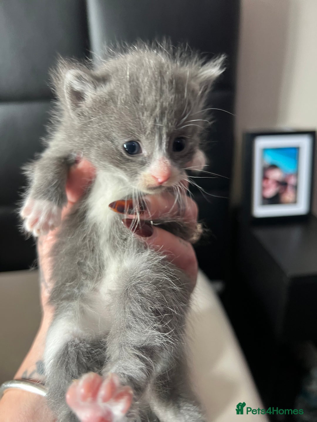 Mixed Breed cats for sale: 6 stunning kitten  - Image 16