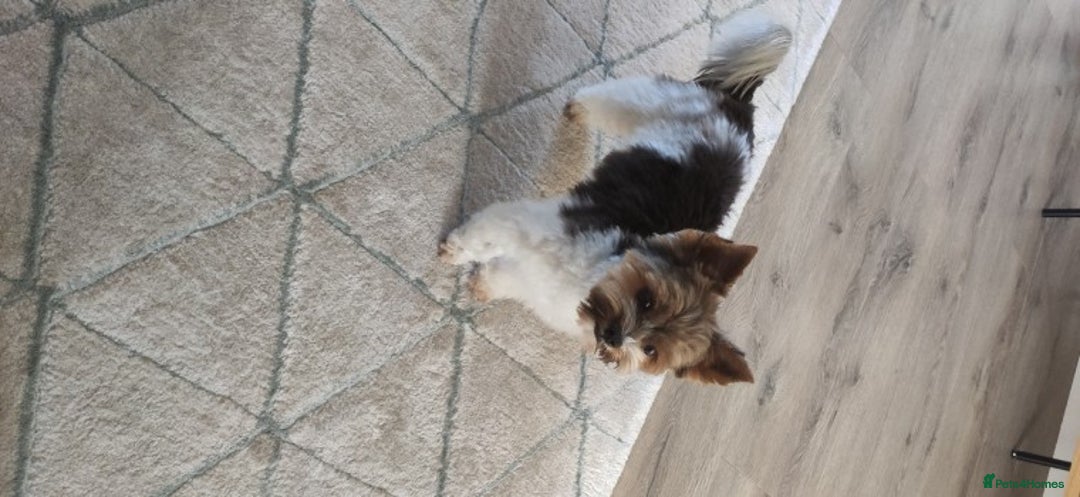 Yorkshire Terrier dogs for stud: Yorkshire terrier for stud in Weston-super-Mare - Advert 10