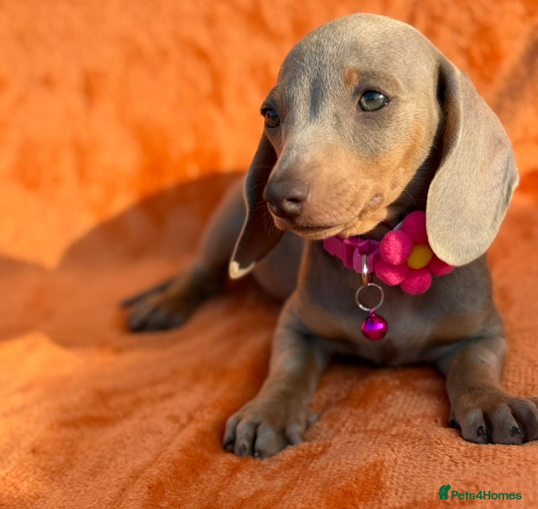 Miniature Dachshund dogs for sale: KC Reg Miniature Dachshund Puppies  - Image 13