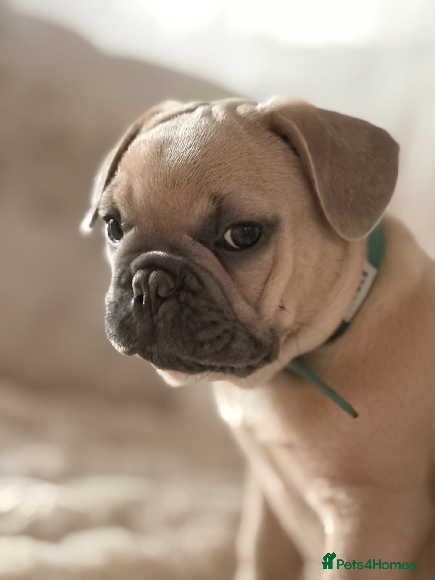 French Bulldog dogs 🩷💙Fully vaccinated KC registered pups 🐾 - Advert 4