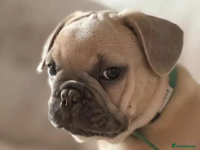 French Bulldog dogs for sale: ⭐️ReducedFully vaccinated KC registered pups 🐾 - Advert 1