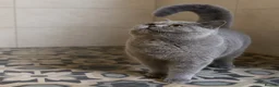 British Shorthair cats for sale: GCCF Lilac Bicolour British Shorthair Kittens - Advert 7
