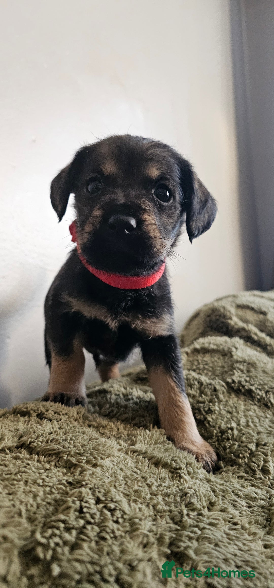 Schnoodle dogs for sale: Perfect schnoodles - Advert 30