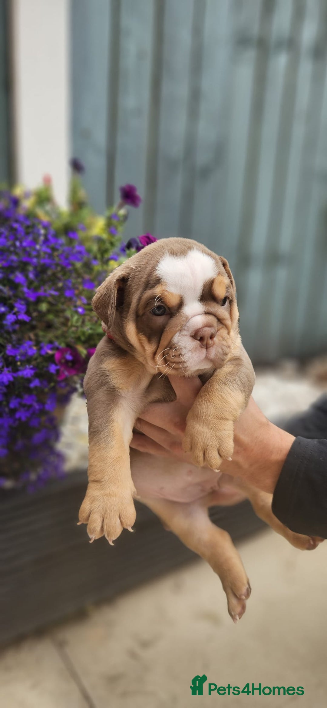 English Bulldog dogs for sale: English bull dogs  - Image 7